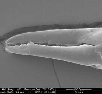 Media type: image;   Invertebrate Zoology 134644